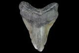 Bargain, Fossil Megalodon Tooth - Georgia #101513-1
